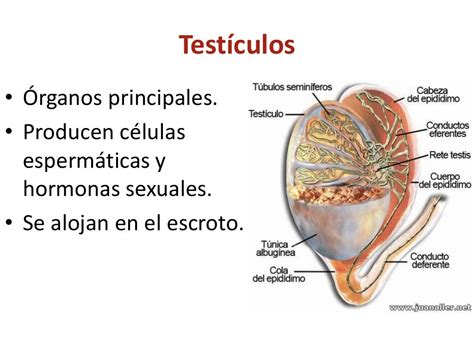 huevo hombre|Órganos reproductores masculinos: Anatomía y función 